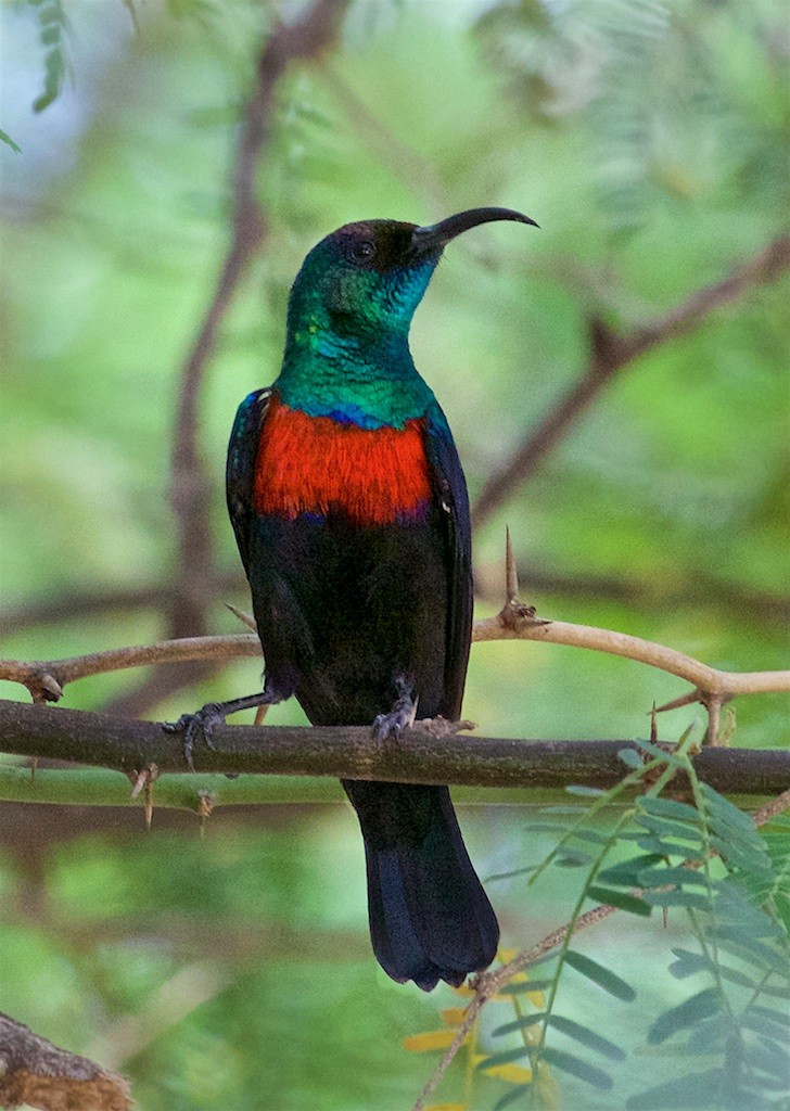 Shining Sunbird - Ed Harper