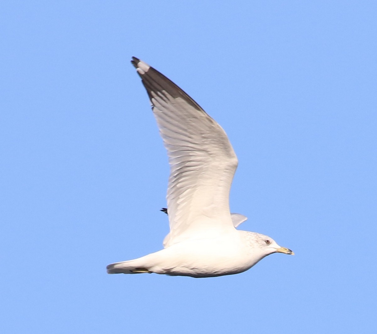 Ring-billed Gull - Don Coons