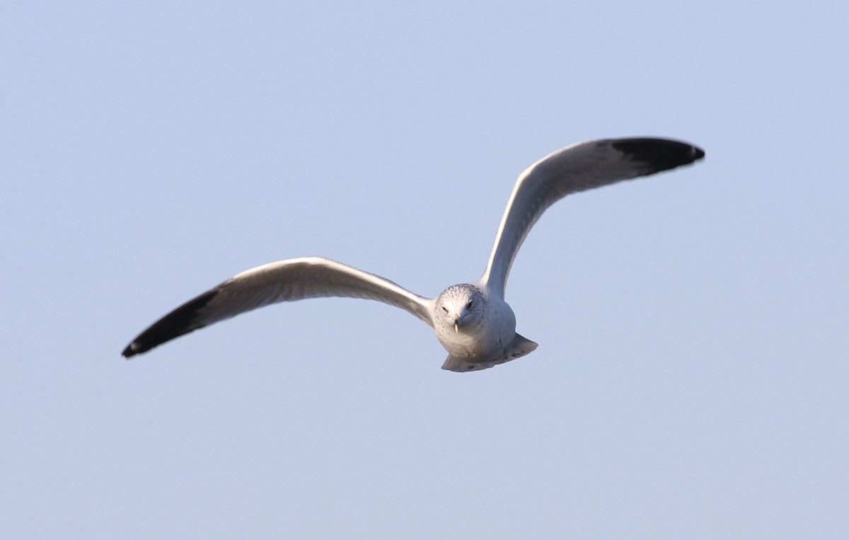 Ring-billed Gull - Don Coons