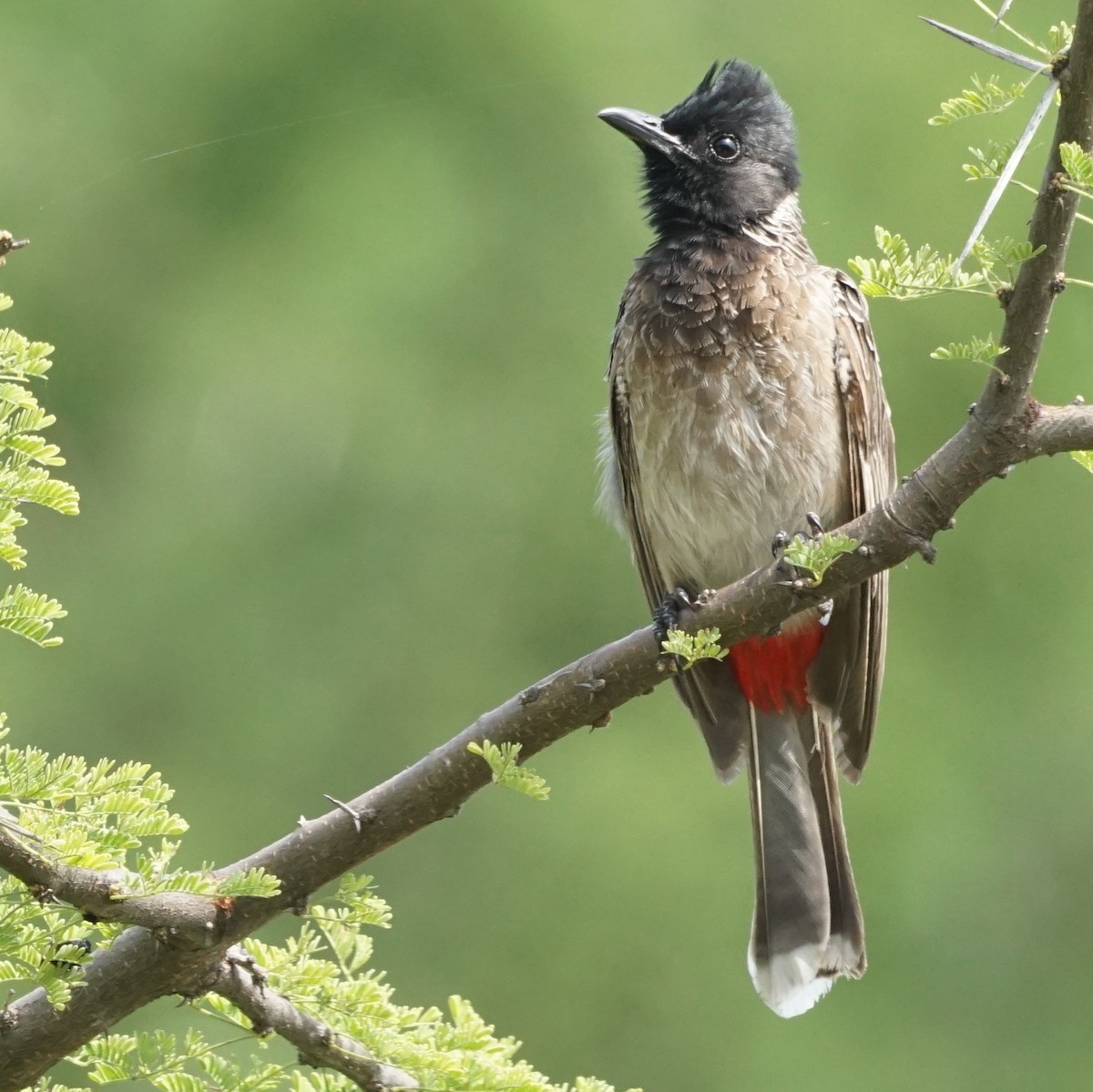 Red-vented Bulbul - ML194493621