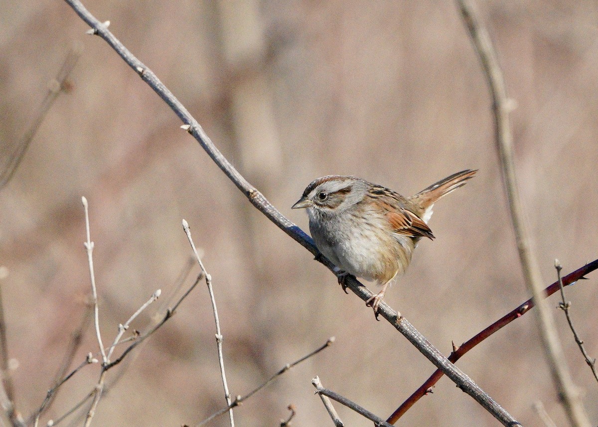 Swamp Sparrow - ML194495241