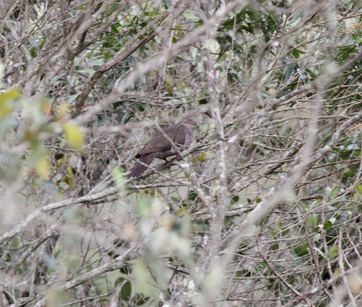 Plumbeous Pigeon - ML194495571