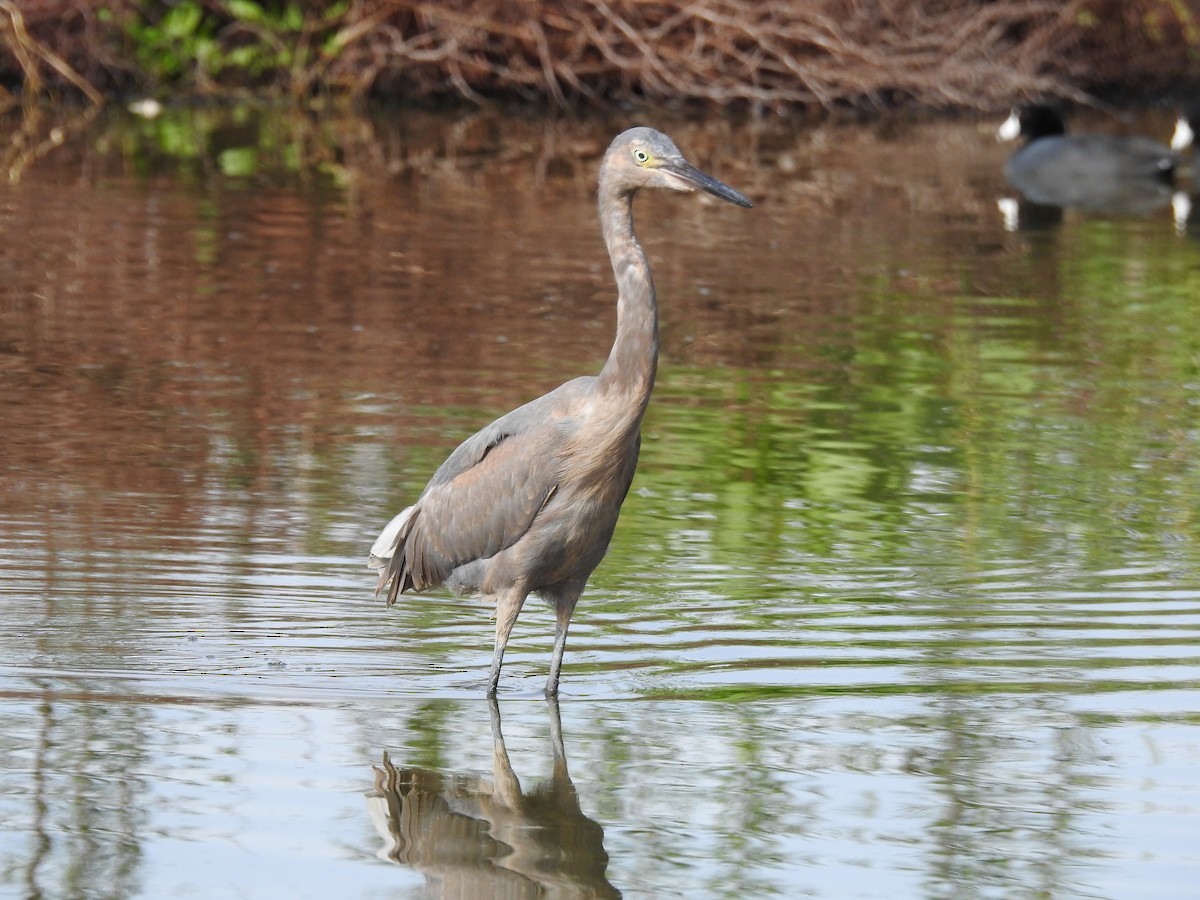 Reddish Egret - ML194495621