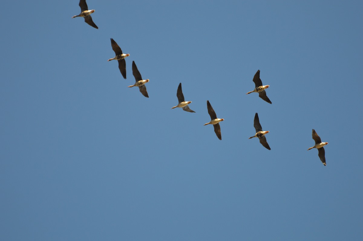 Greater White-fronted Goose - ML194500241