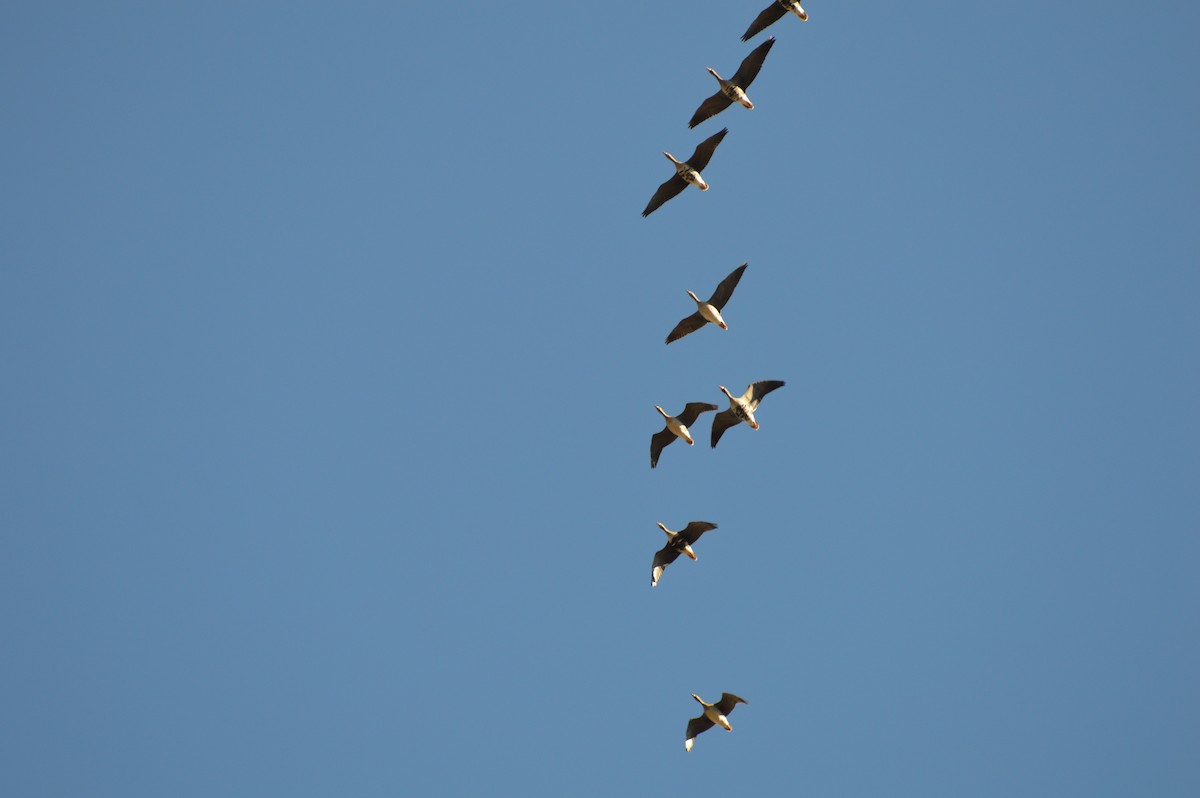 Greater White-fronted Goose - ML194500261