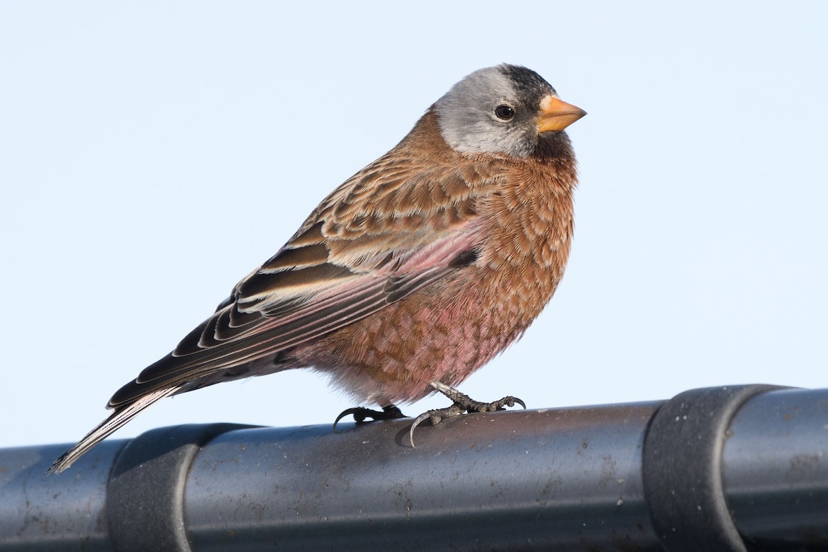 Gray-crowned Rosy-Finch - ML194500611