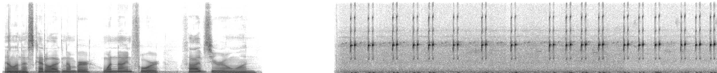 Dunn's Rocket Frog - ML194501