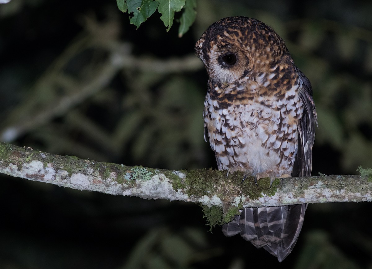 Rufous-banded Owl - ML194501461