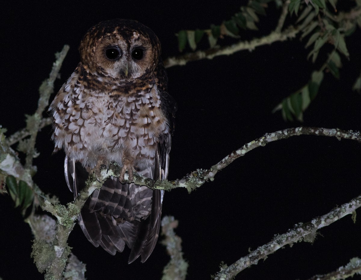 Rufous-banded Owl - ML194501501