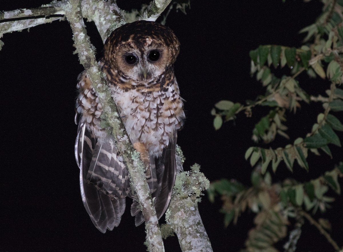 Rufous-banded Owl - ML194501531