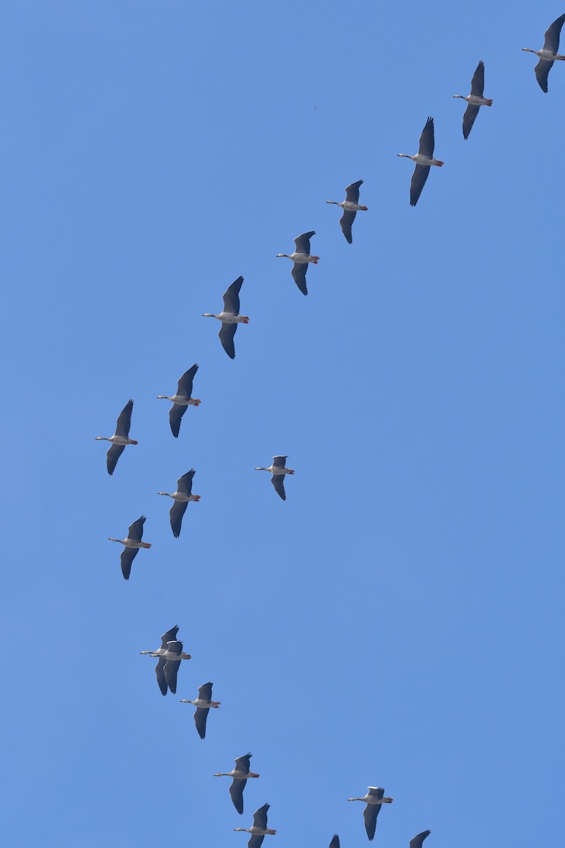 Bar-headed Goose - ML194503051
