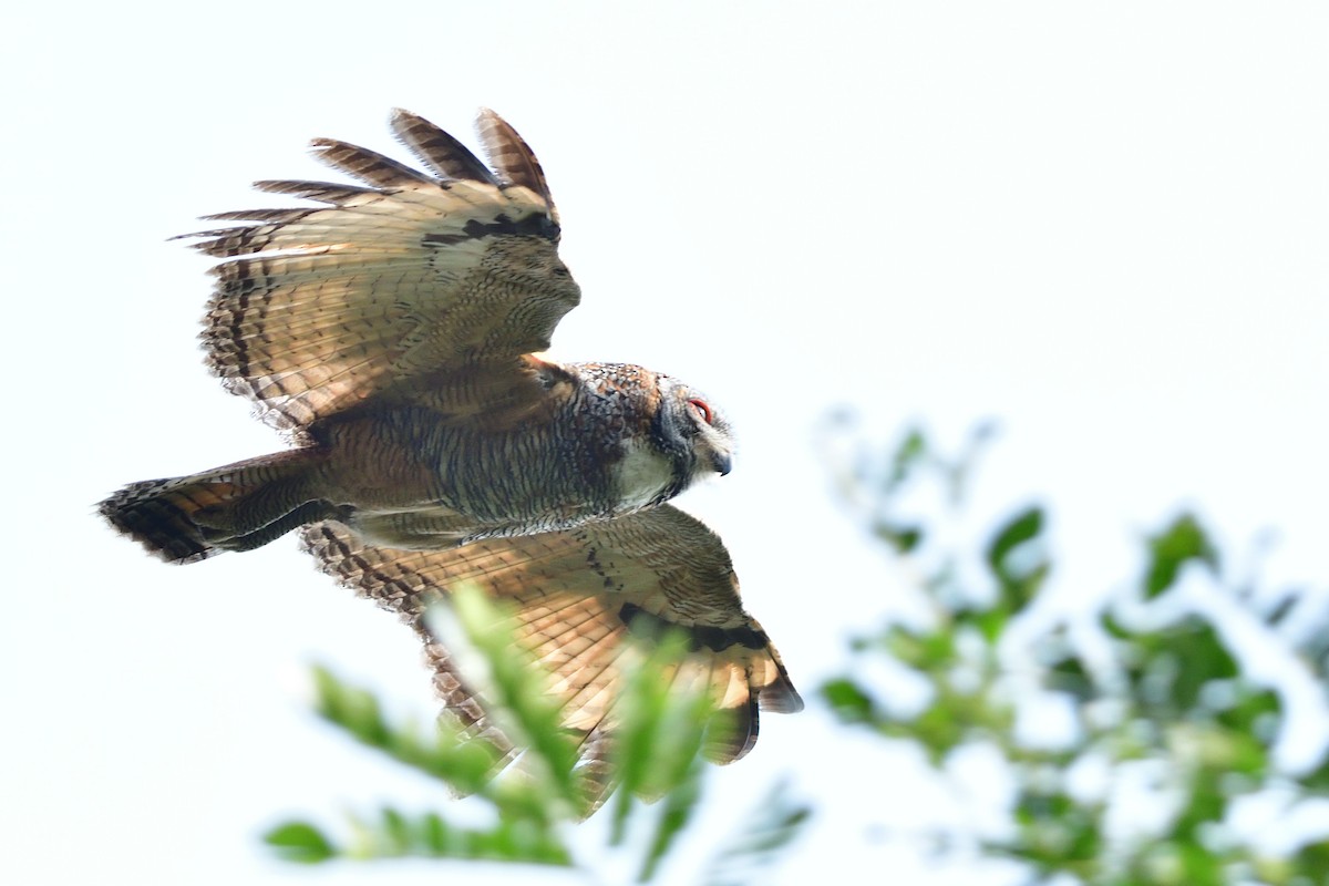 Mottled Wood-Owl - ML194503211