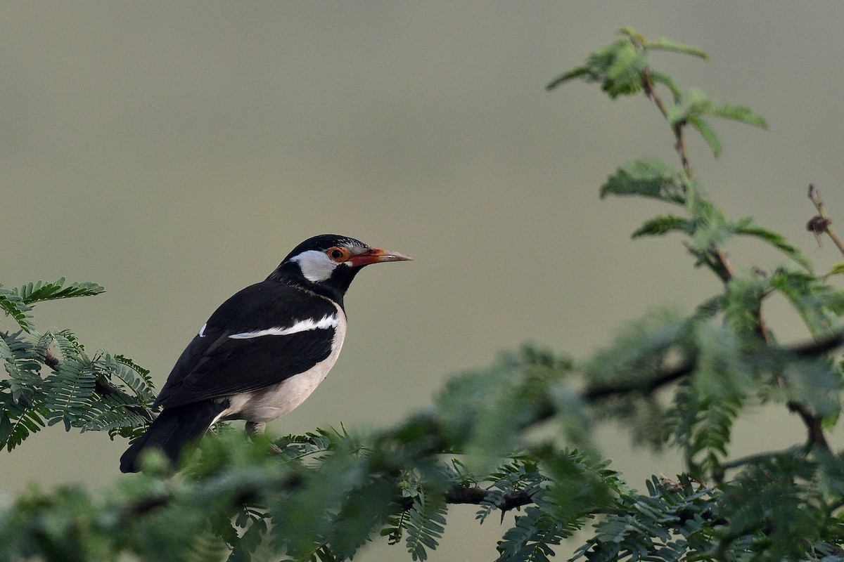 Indian Pied Starling - ML194503341
