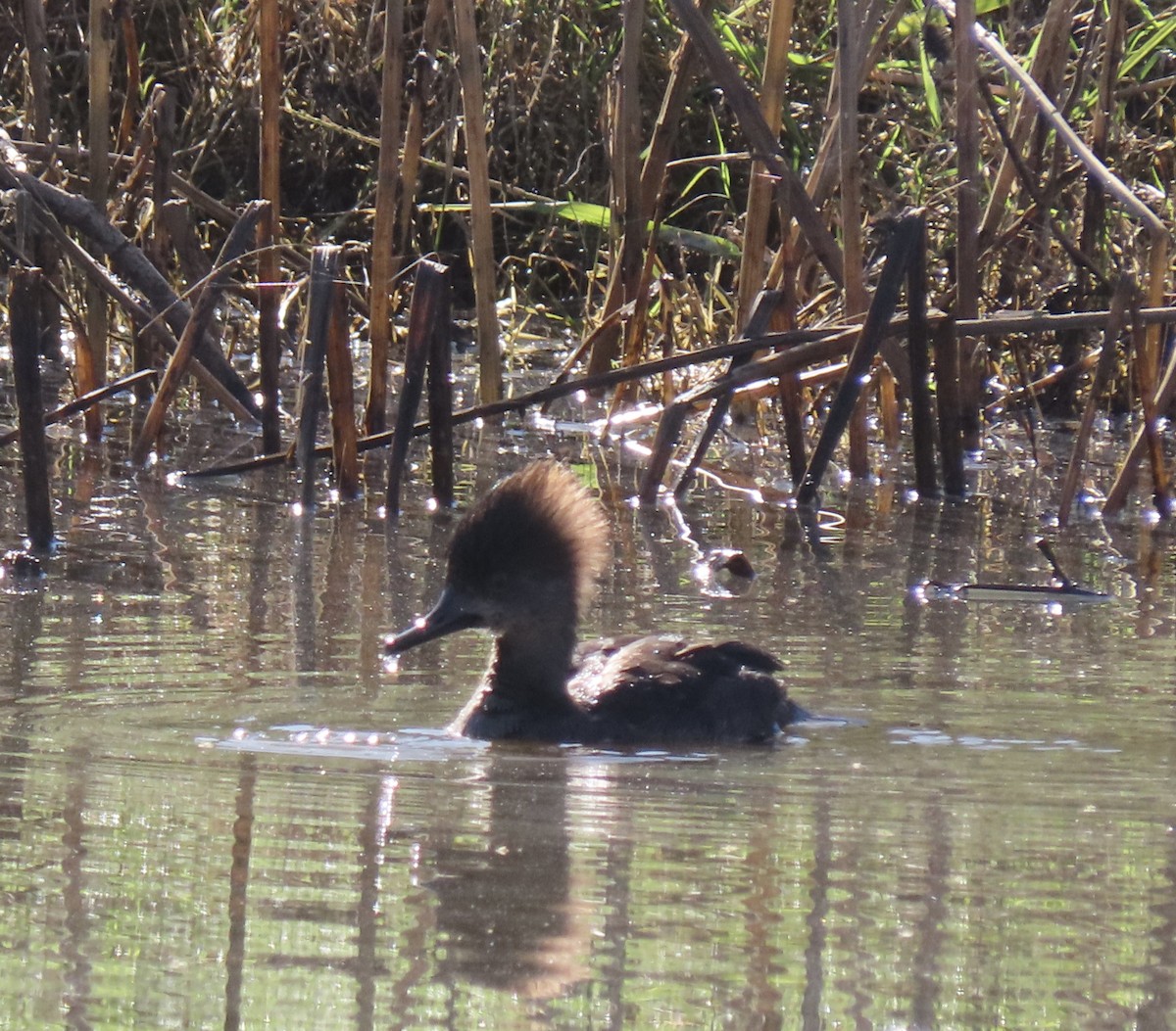 Hooded Merganser - ML194503371