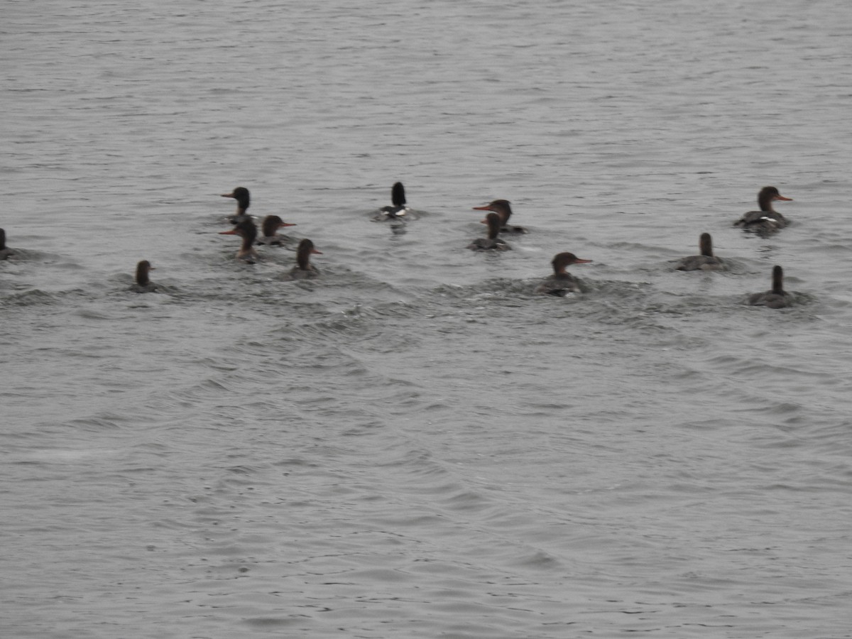 Сэвгэр бохио - ML194503401