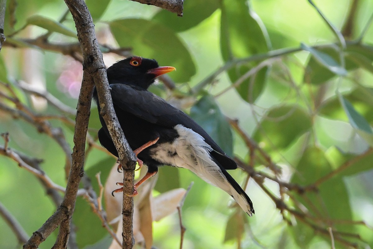 Retz's Helmetshrike - ML194503741