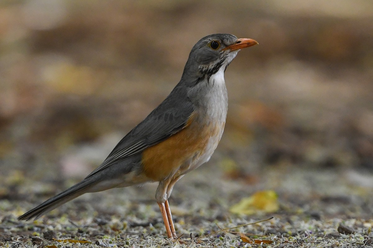 Kurrichane Thrush - ML194503861