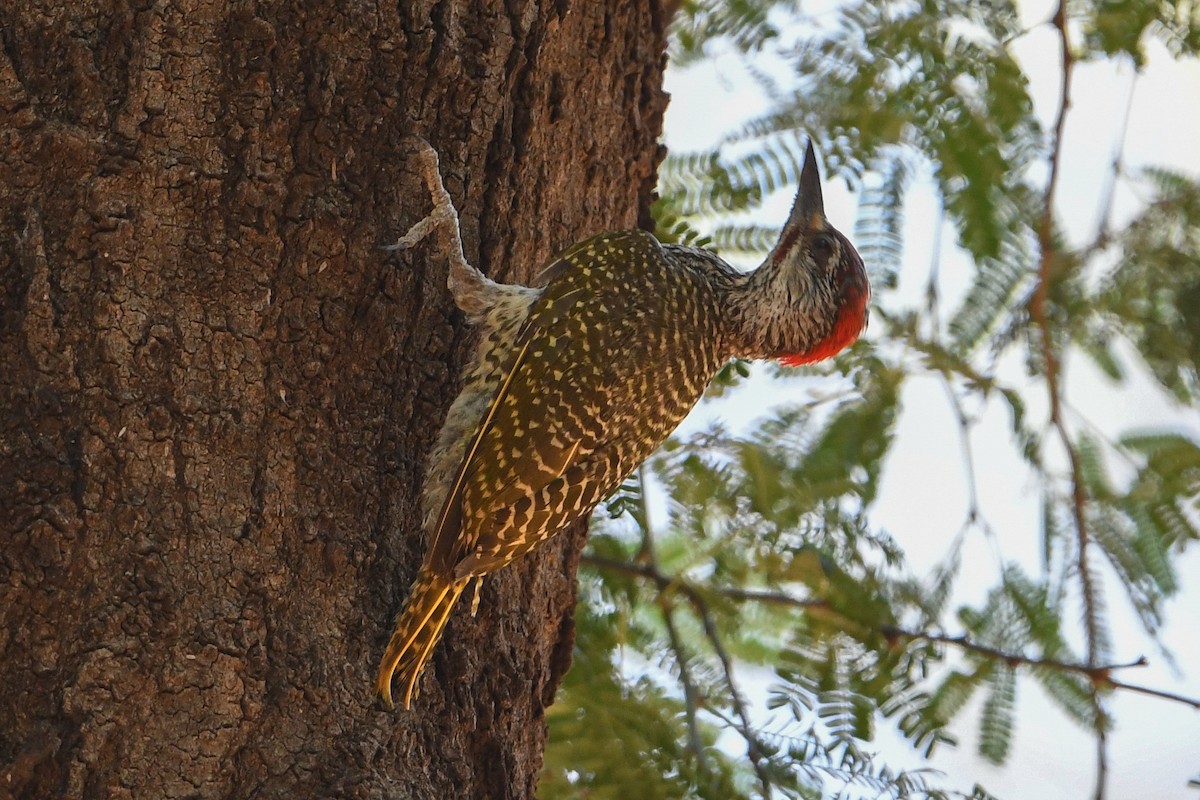 Golden-tailed Woodpecker - ML194503901