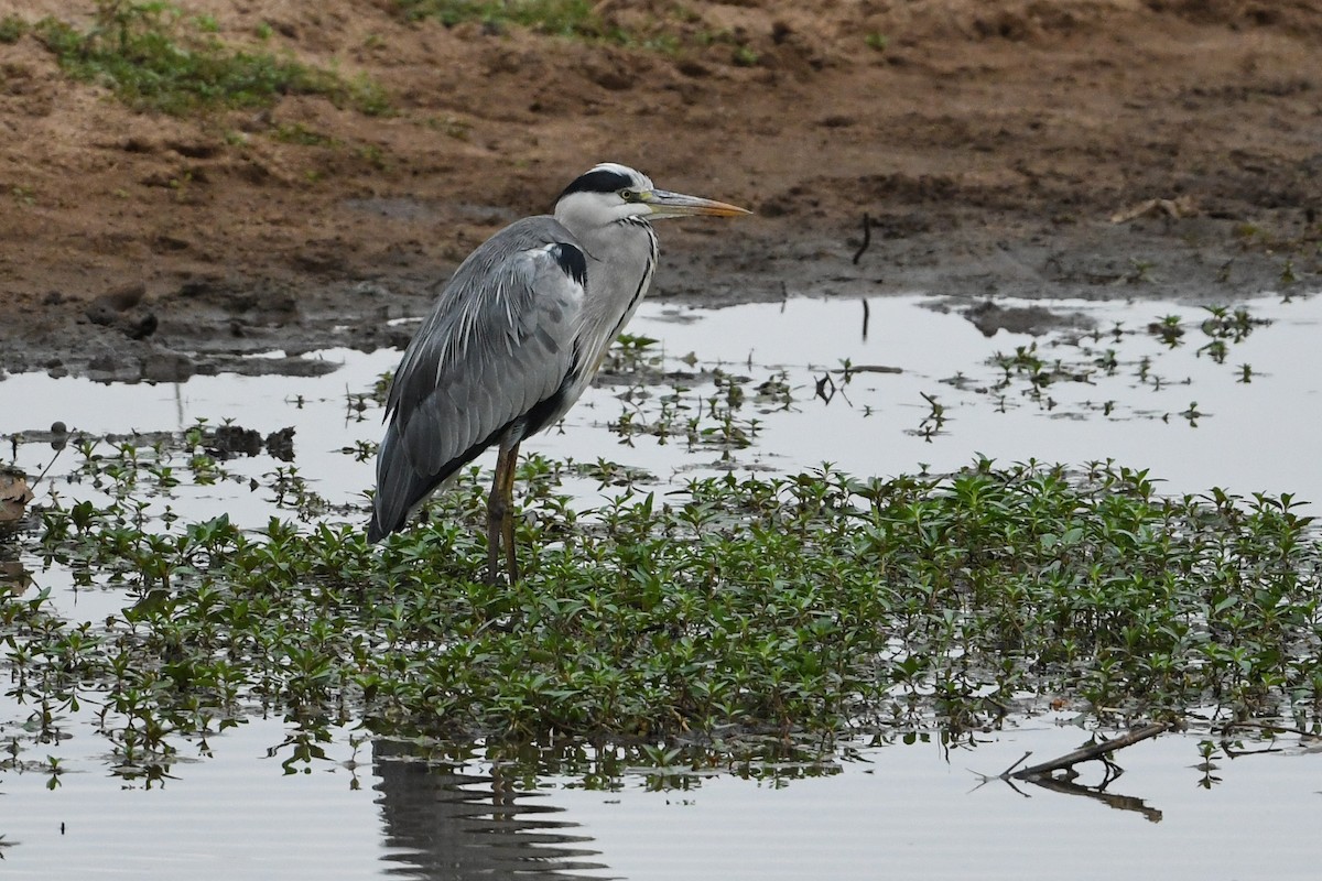 Gray Heron - ML194503961