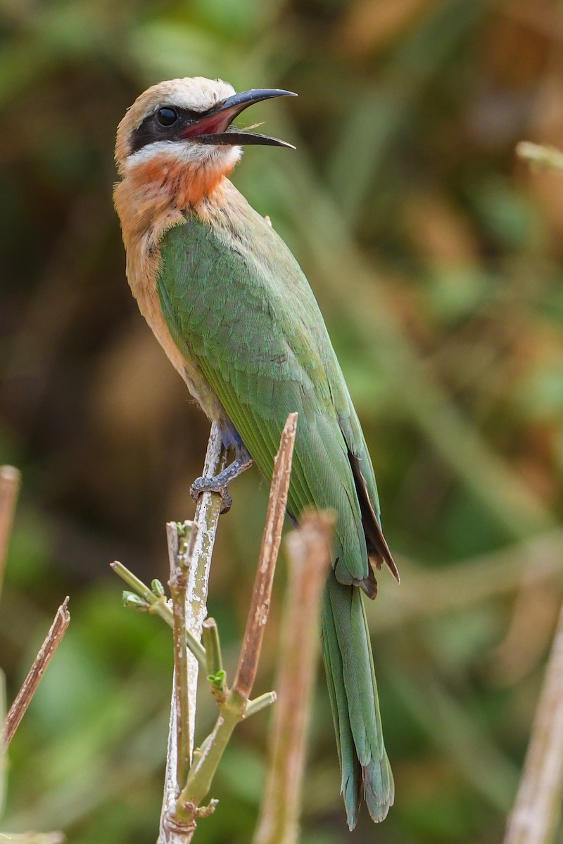 White-fronted Bee-eater - ML194504011