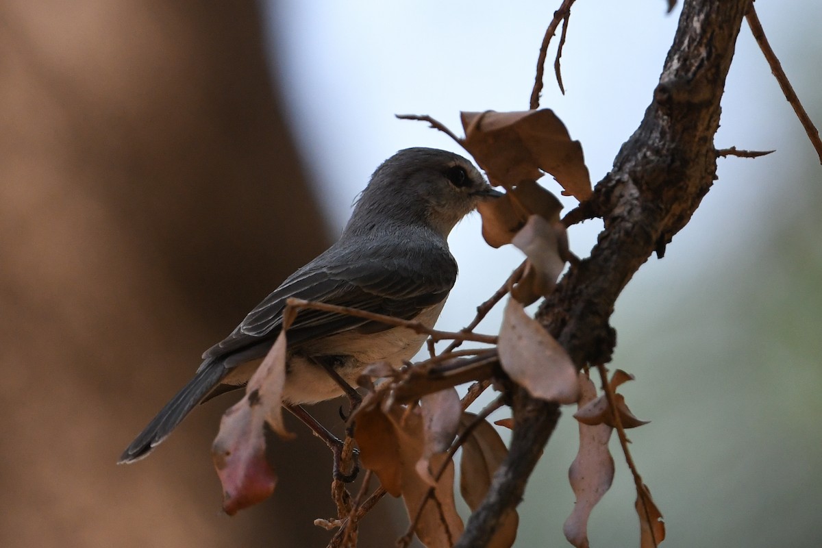 Ashy Flycatcher - ML194504091