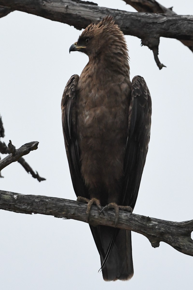 Wahlberg's Eagle - ML194504191