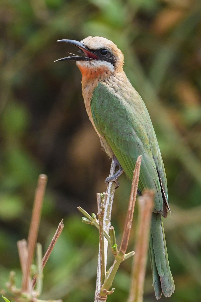 White-fronted Bee-eater - ML194504241
