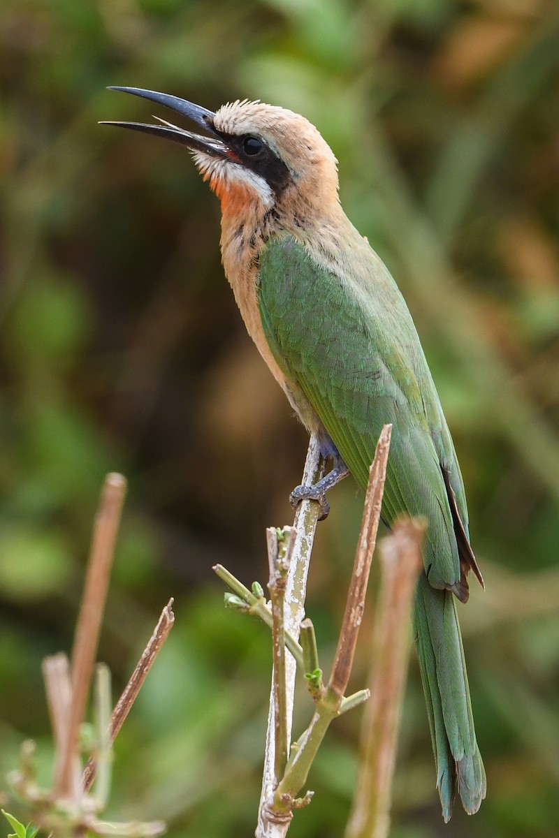 White-fronted Bee-eater - ML194504251