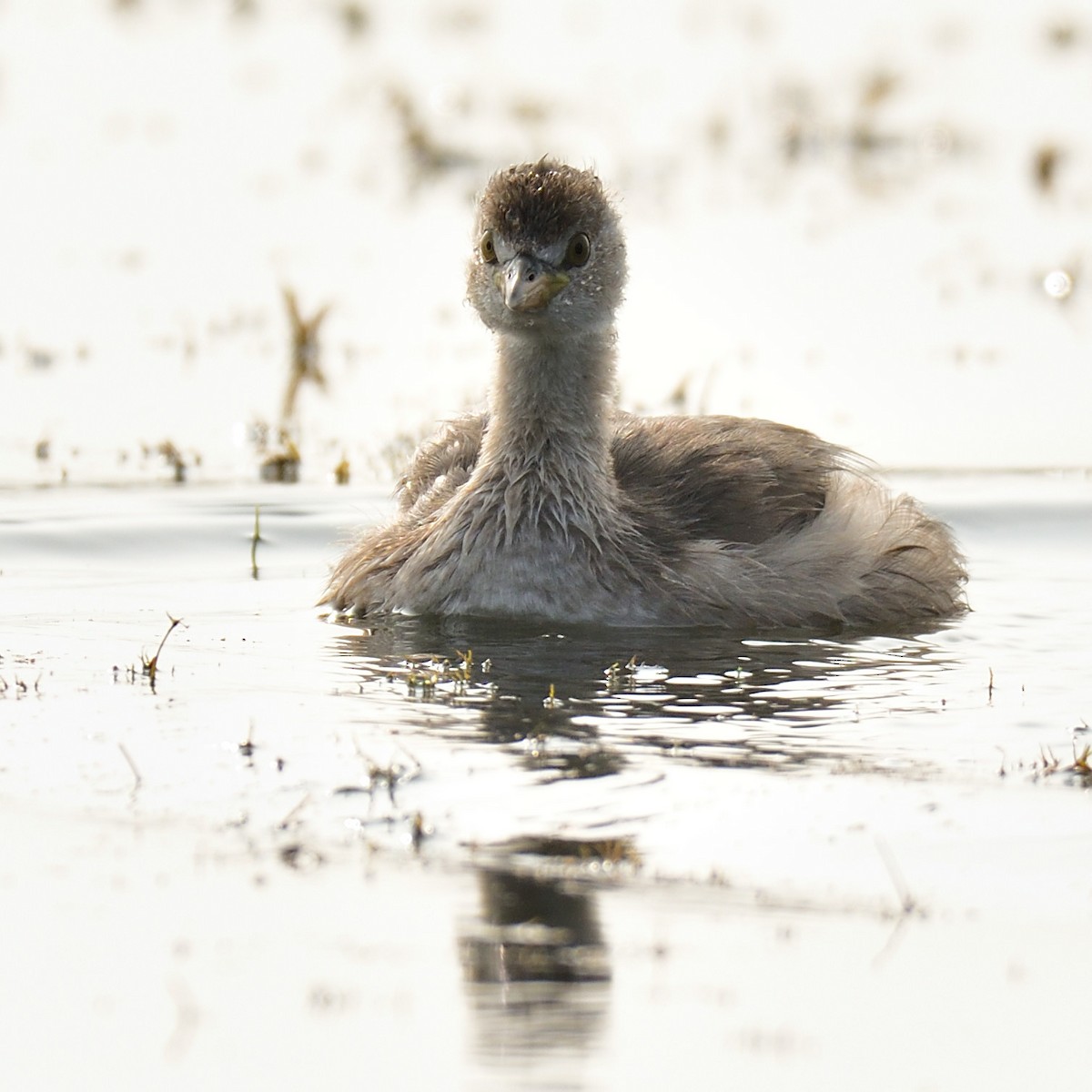 Little Grebe - ML194504371