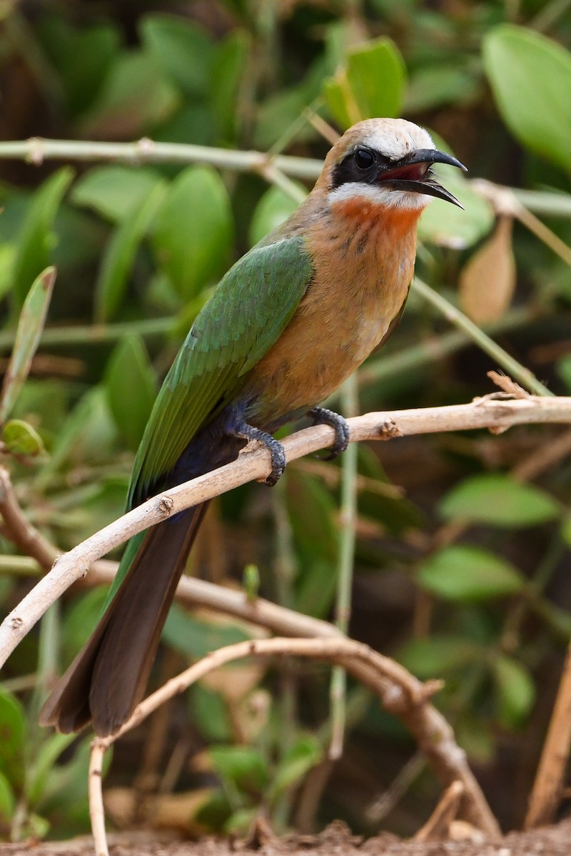 White-fronted Bee-eater - ML194504431