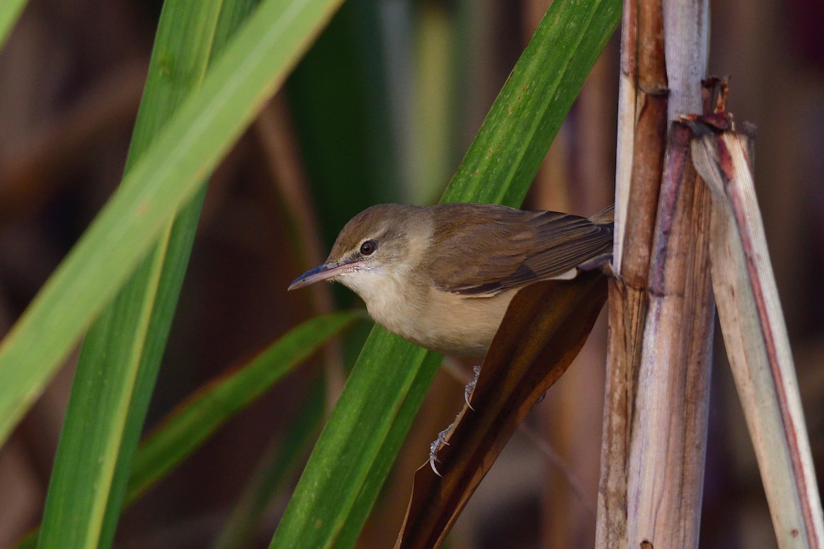 Clamorous Reed Warbler - ML194504571