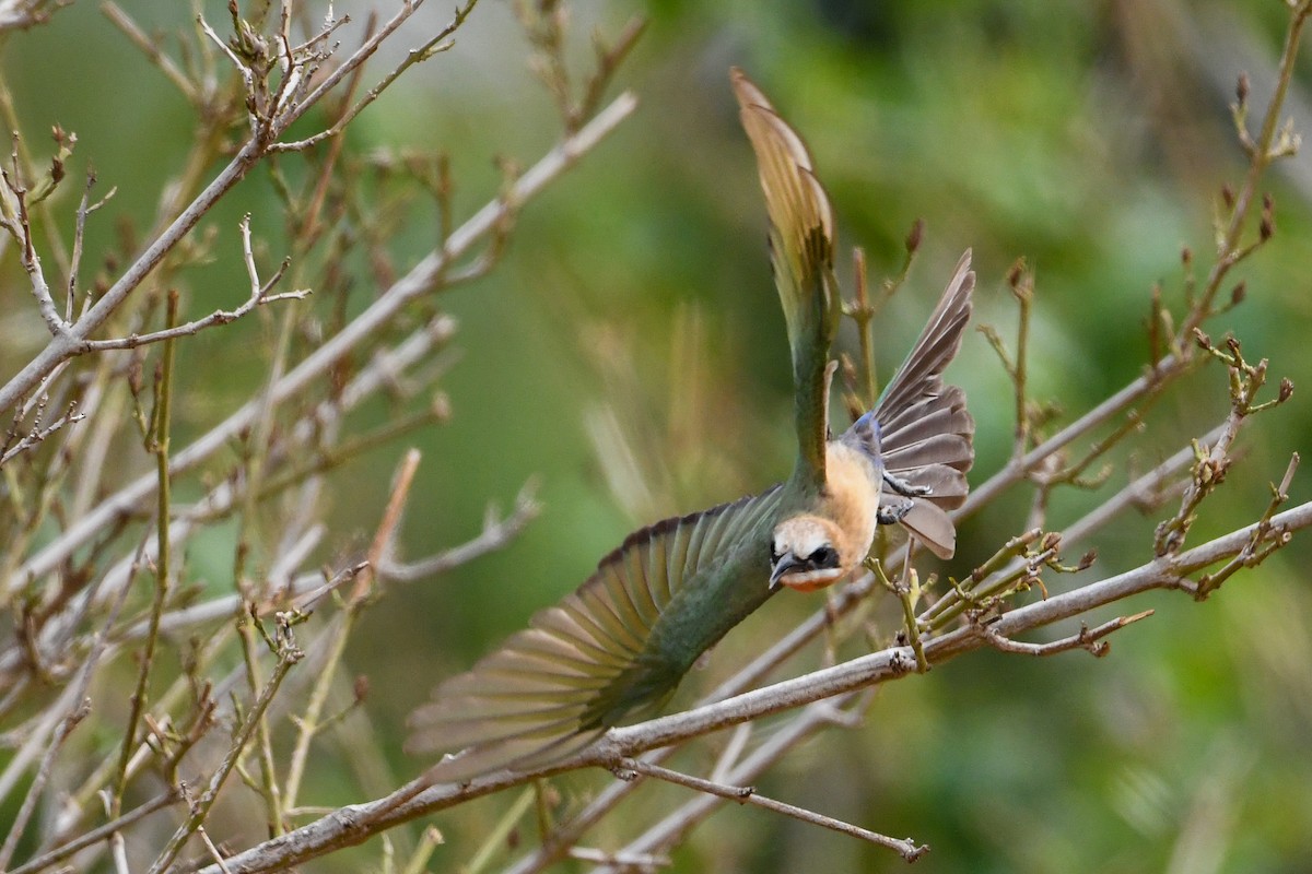 White-fronted Bee-eater - ML194504581