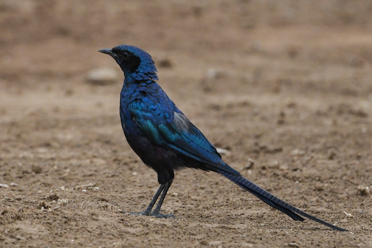 Meves's Starling - Maryse Neukomm