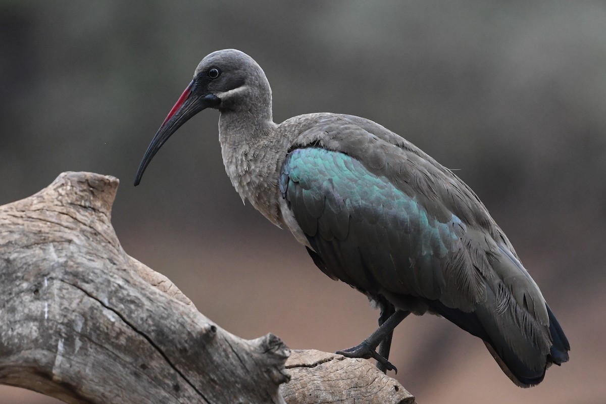 Hadada Ibis - ML194504911