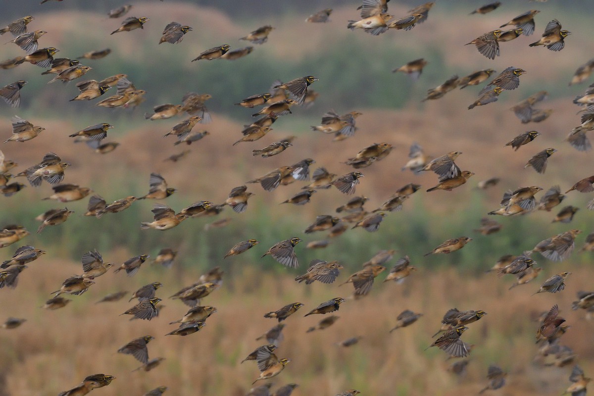 Black-breasted Weaver - ML194505101