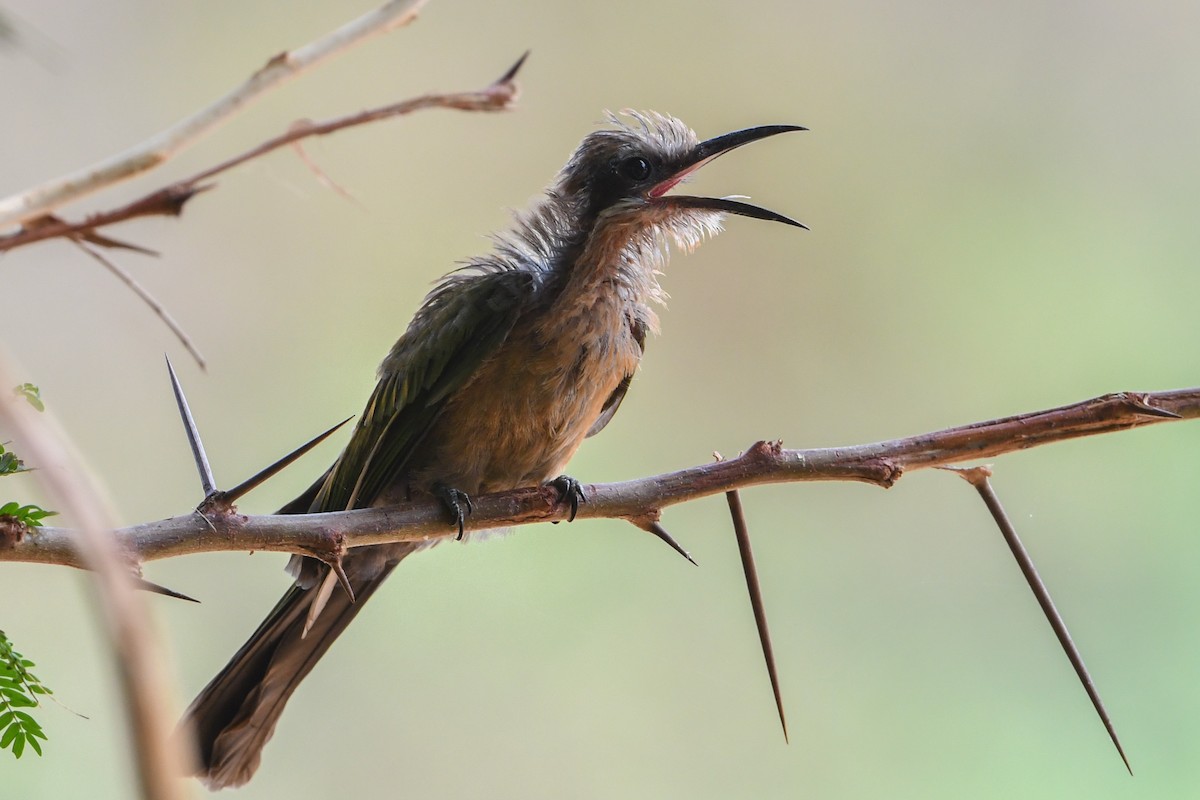 White-fronted Bee-eater - ML194505161