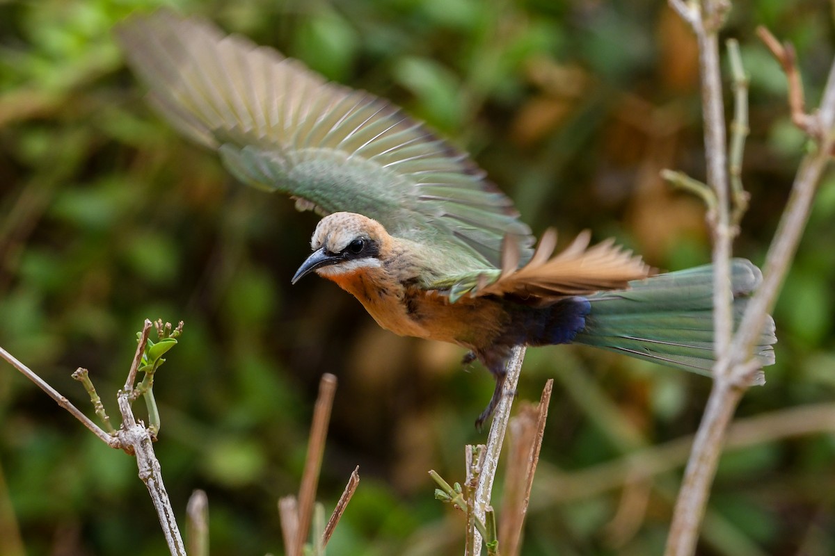 White-fronted Bee-eater - ML194505391