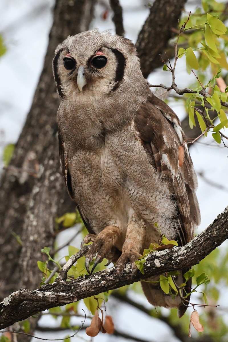 Verreaux's Eagle-Owl - ML194505411