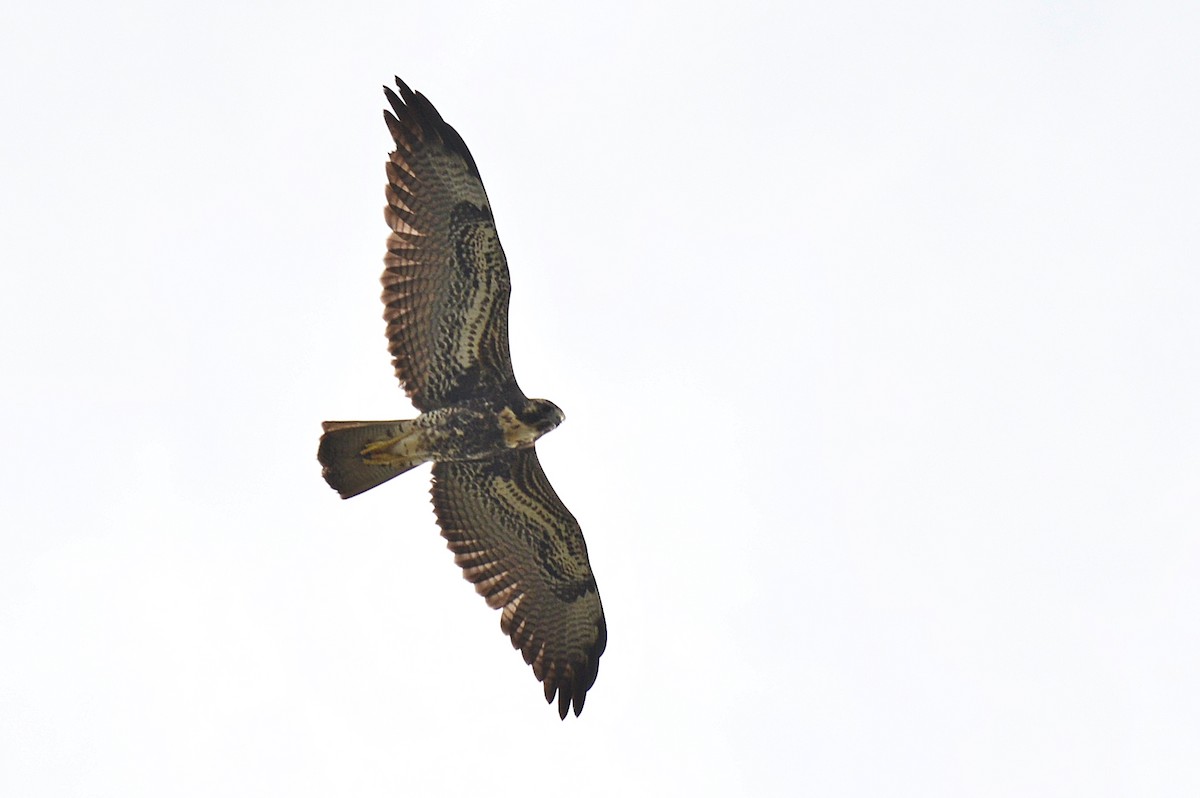 White-tailed Hawk - ML194505431