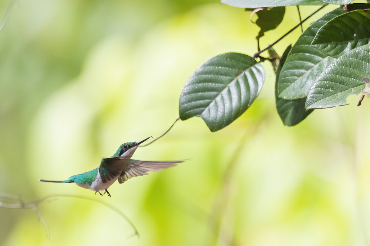 Colibrí Hada Oriental - ML194506301