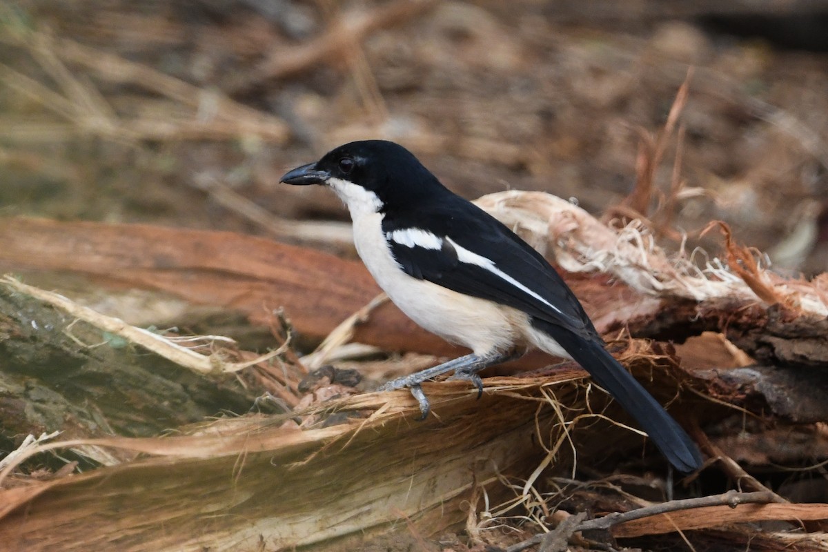 Tropical Boubou - ML194506441