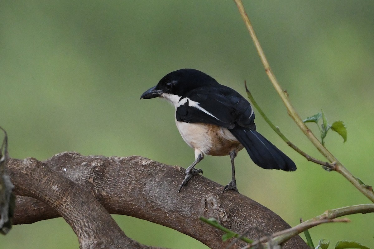 Tropical Boubou - ML194506471