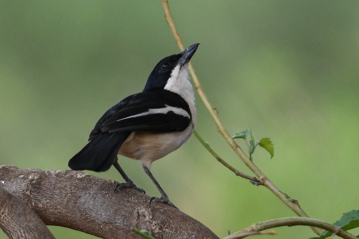 Tropical Boubou - ML194506501