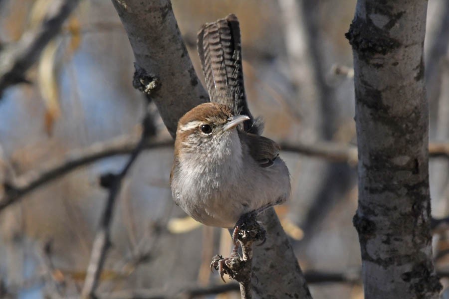 Bewick's Wren - Troy Hibbitts