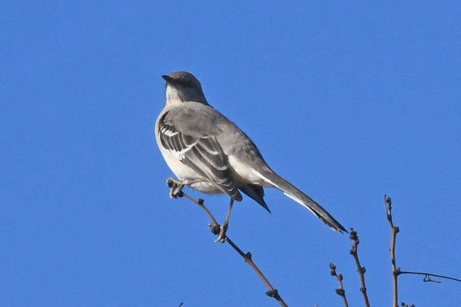 Northern Mockingbird - Troy Hibbitts