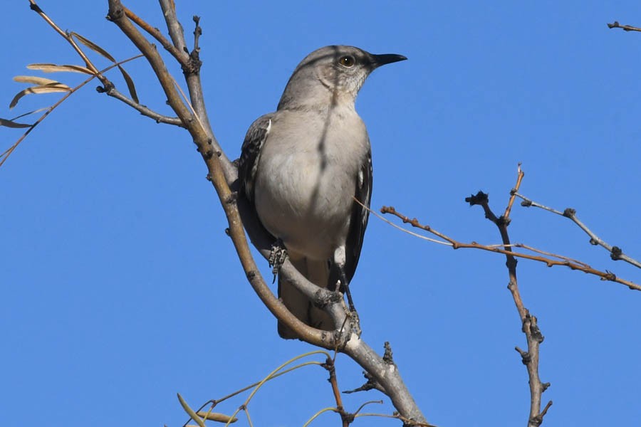 Northern Mockingbird - Troy Hibbitts