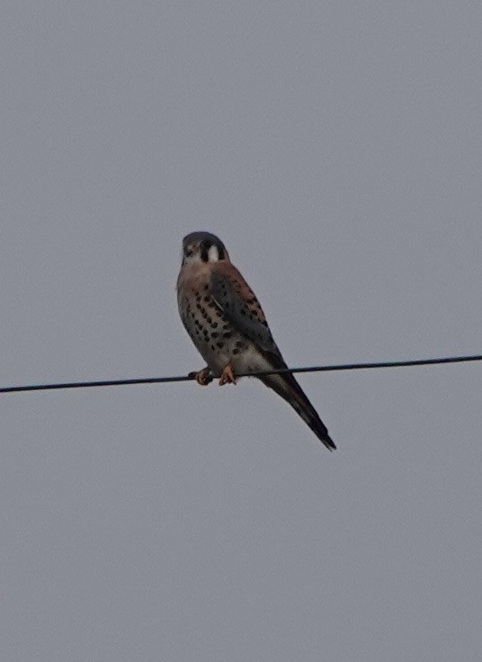 American Kestrel - ML194509631