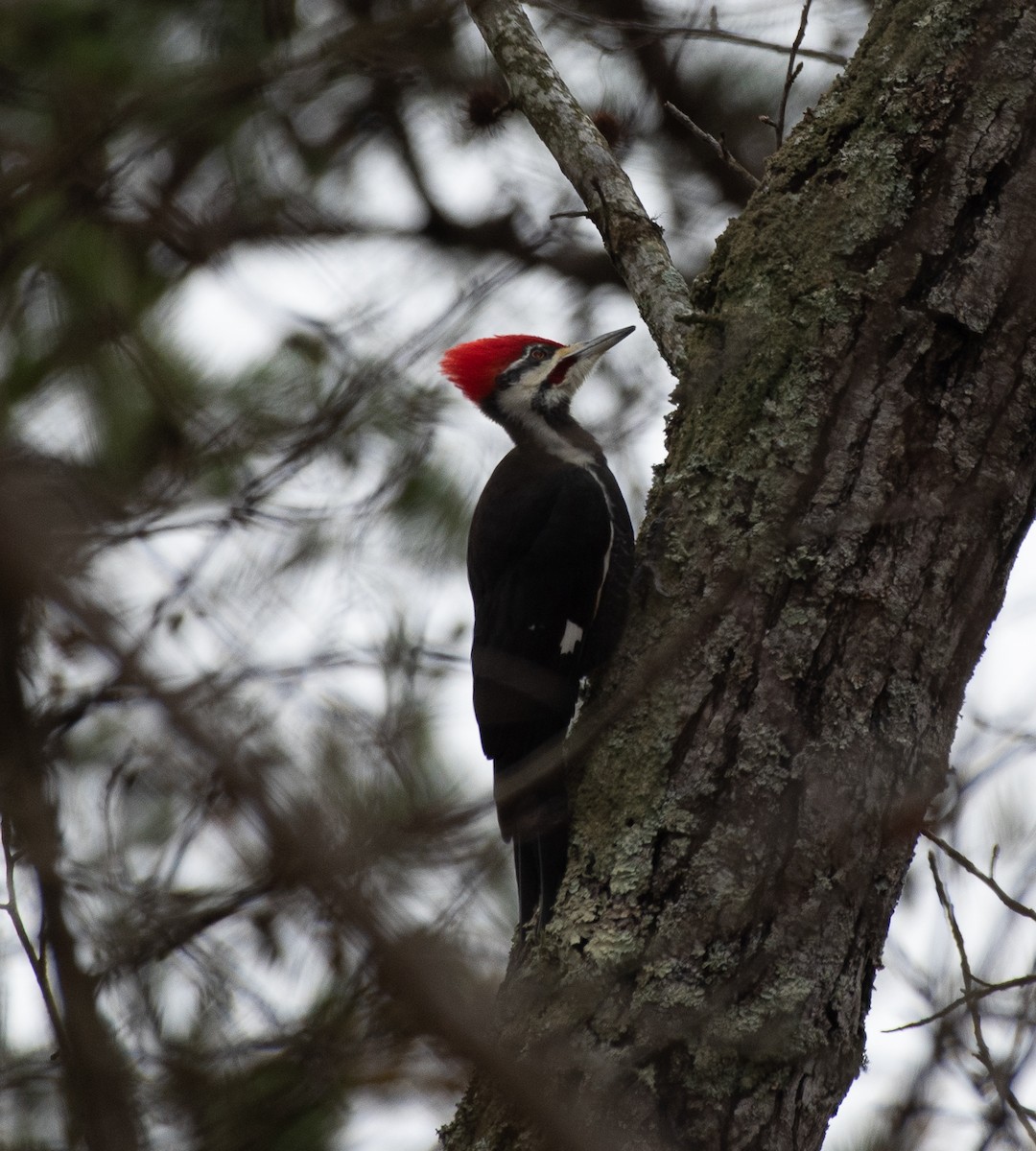 Pileated Woodpecker - ML194510401