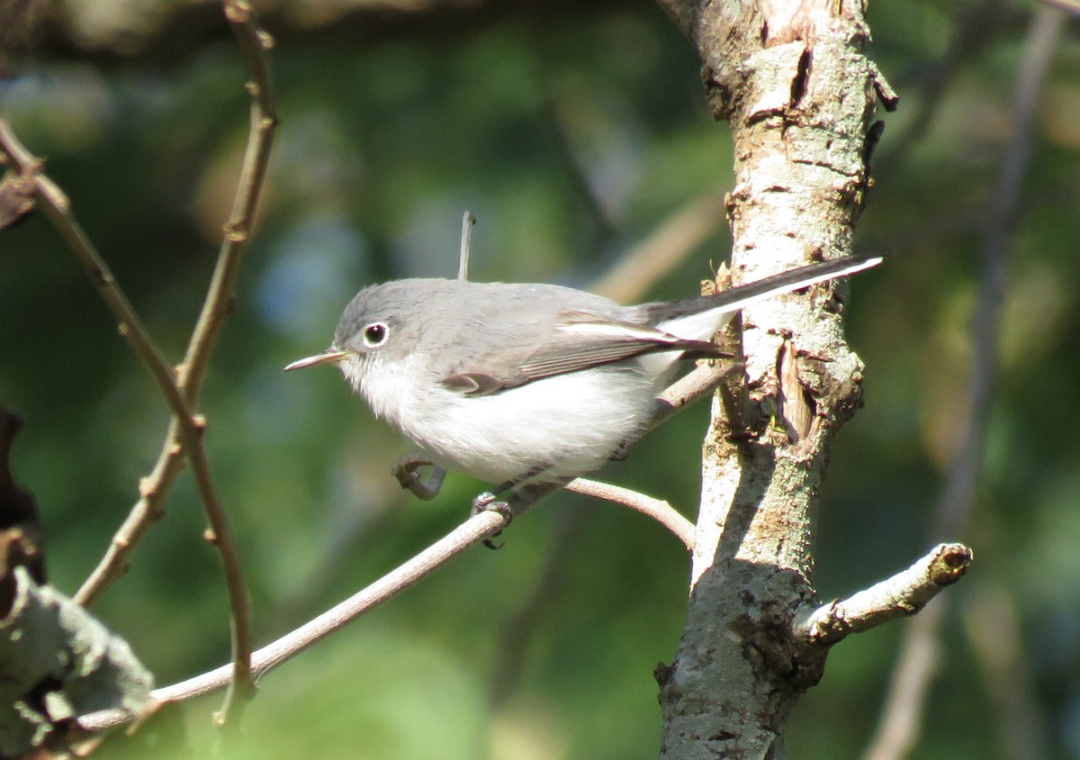 Blue-gray Gnatcatcher - ML194511841