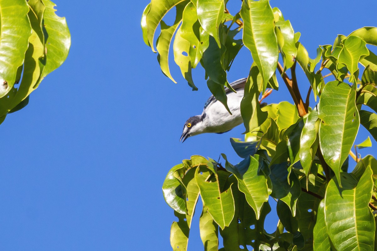 Tangara Encapuchada - ML194512791